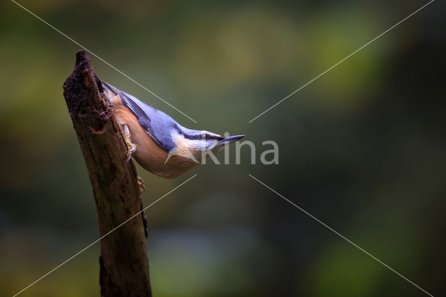 Europese Boomklever (Sitta europaea)