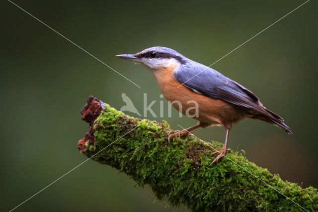 Europese Boomklever (Sitta europaea)