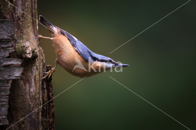 Europese Boomklever (Sitta europaea)