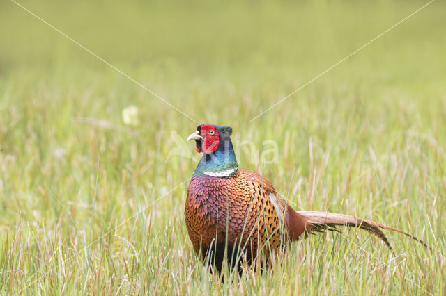 Ring-necked Pheasant (Phasianus colchicus)