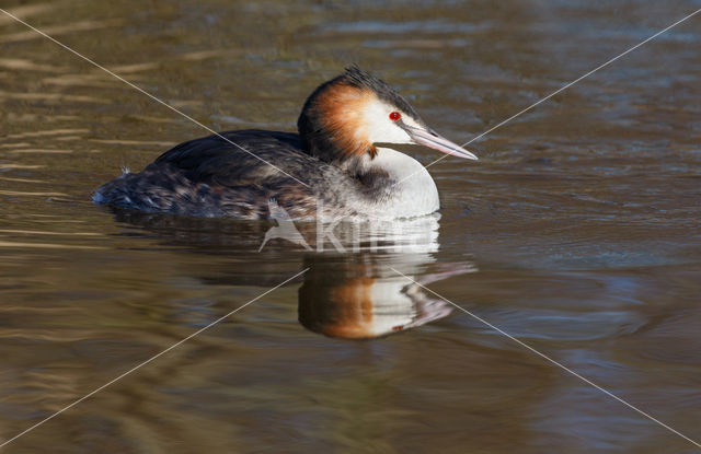 Great Crested Grebe (Podiceps cristatus)