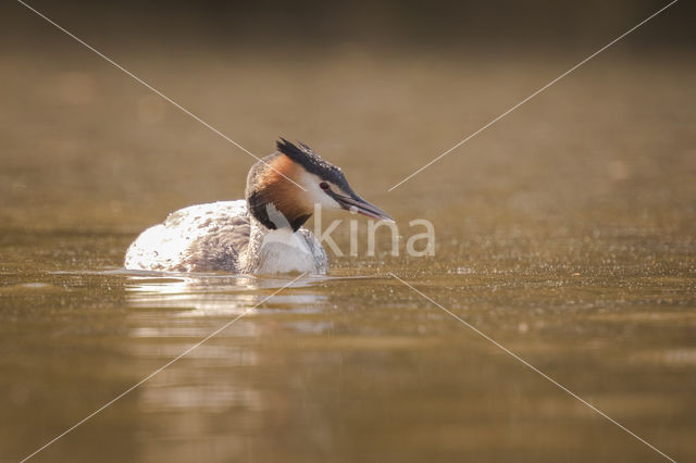 Great Crested Grebe (Podiceps cristatus)