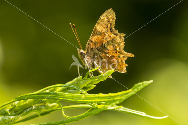 Gehakkelde aurelia (Polygonia c-album)