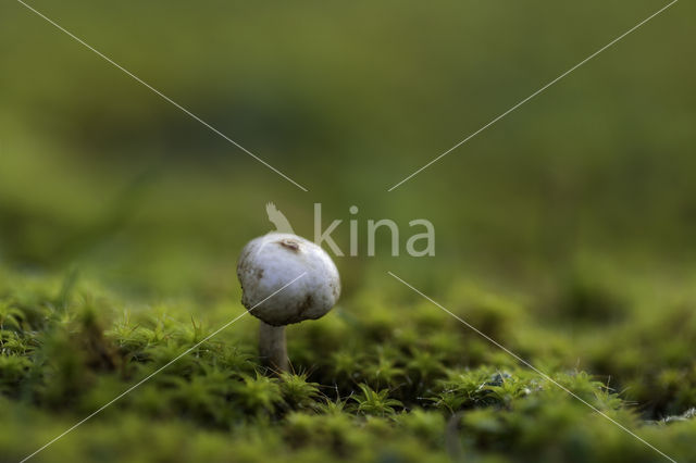 Tulostoma brumale