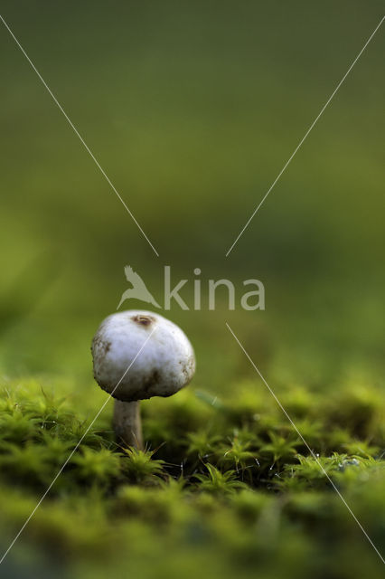 Gesteelde stuifbal (Tulostoma brumale)