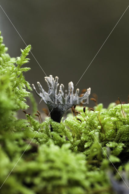 Candle Snuff Fungus (Xylaria hypoxylon)