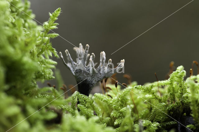 Candle Snuff Fungus (Xylaria hypoxylon)