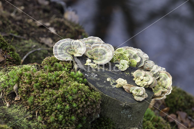 Gewoon elfenbankje (Trametes versicolor)