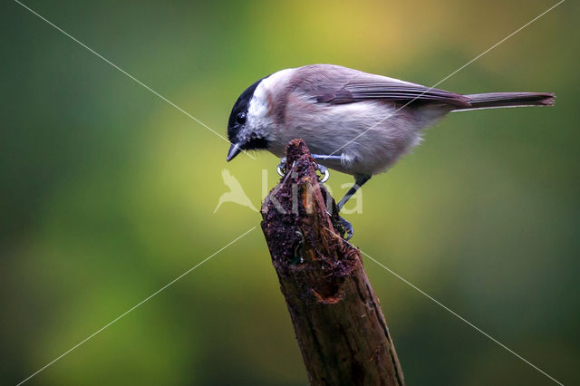 Marsh Tit (Parus palustris)