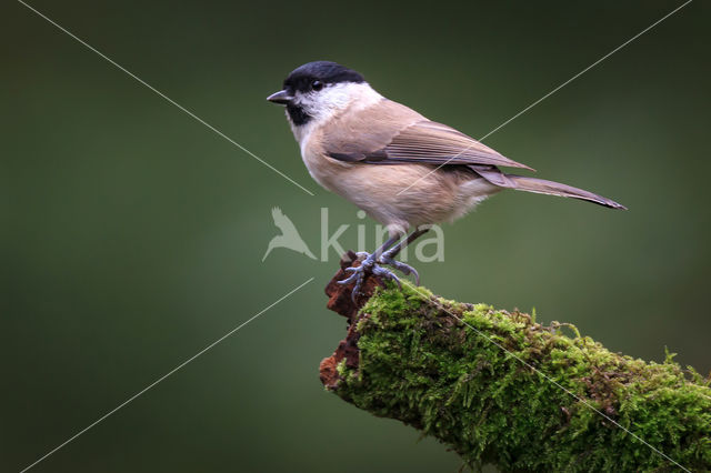 Glanskop (Parus palustris)