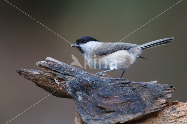 Glanskop (Parus palustris)