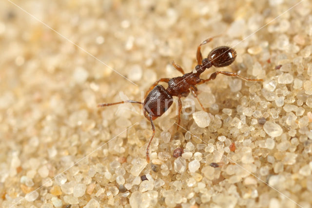 Grasmier (Tetramorium caespitum)