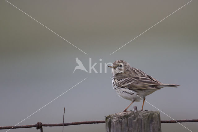 Meadow Pipit (Anthus pratensis)