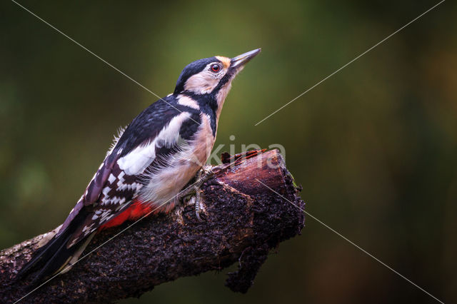 Grote Bonte Specht (Dendrocopos major)