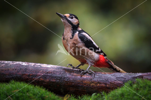 Great Spotted Woodpecker (Dendrocopos major)