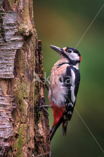 Great Spotted Woodpecker (Dendrocopos major)