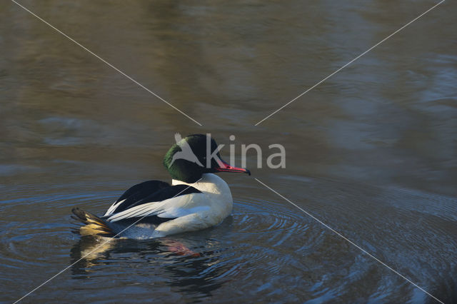 Goosander (Mergus merganser)