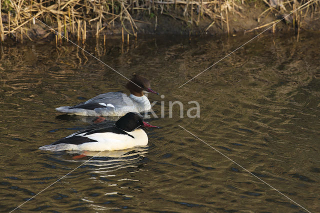 Goosander (Mergus merganser)