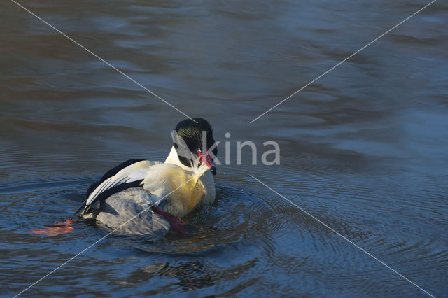 Goosander (Mergus merganser)