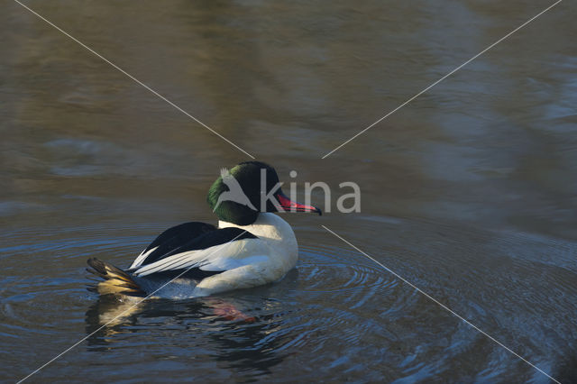 Goosander (Mergus merganser)