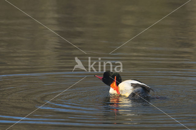 Grote Zaagbek (Mergus merganser)