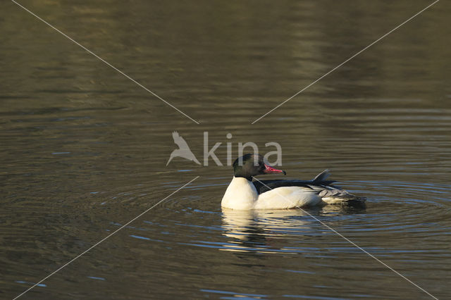 Grote Zaagbek (Mergus merganser)