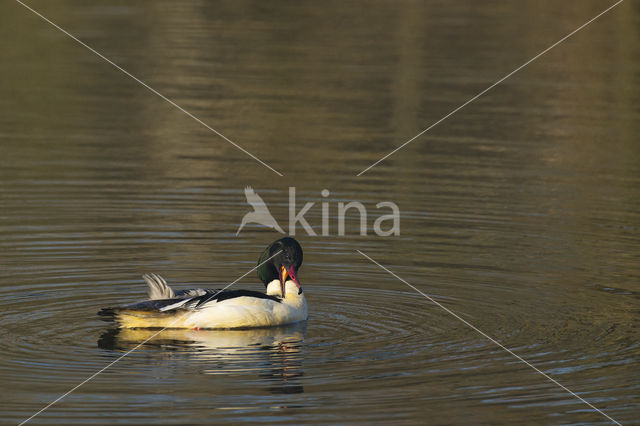 Goosander (Mergus merganser)