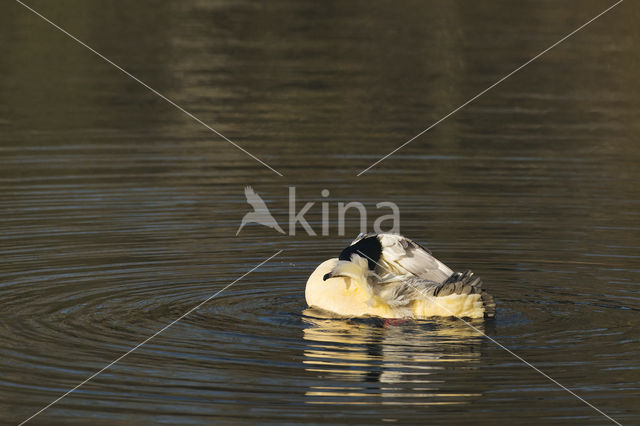 Grote Zaagbek (Mergus merganser)