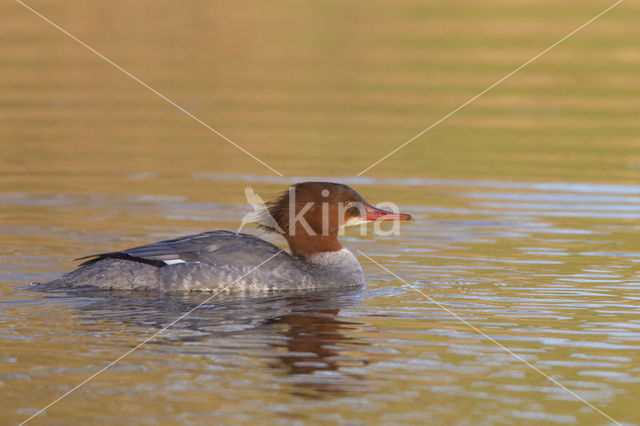 Grote Zaagbek (Mergus merganser)