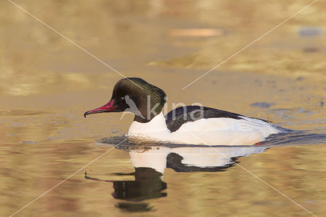 Goosander (Mergus merganser)