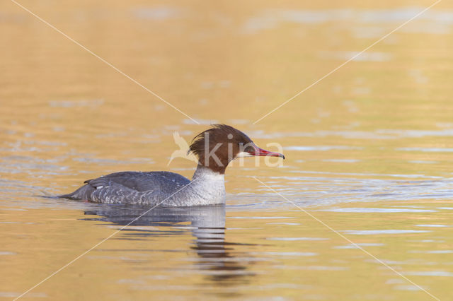 Goosander (Mergus merganser)