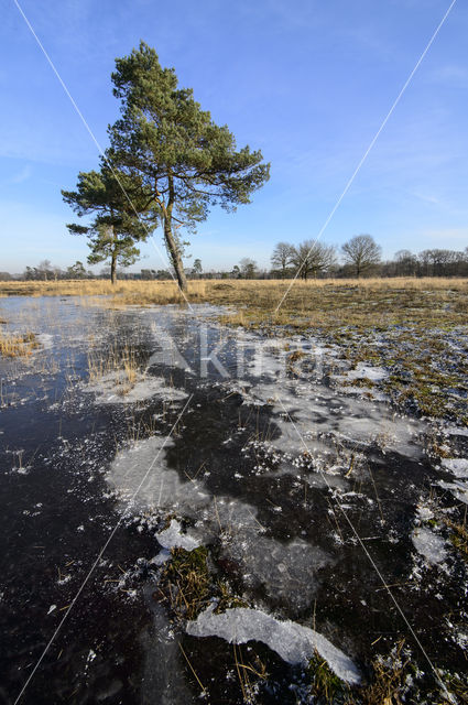 Grove den (Pinus sylvestris)