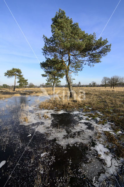 Grove den (Pinus sylvestris)