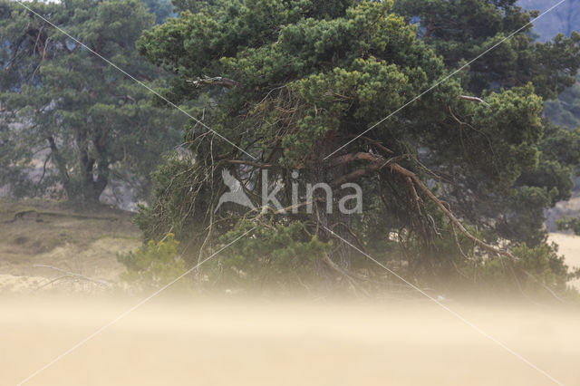 Grove den (Pinus sylvestris)