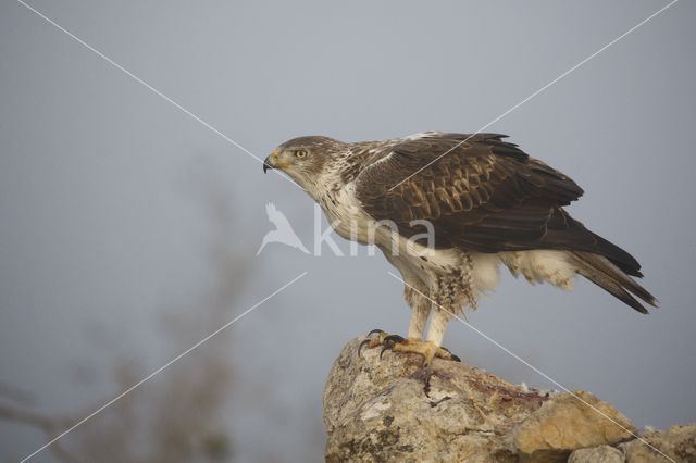 Bonelli's Eagle (Hieraaetus fasciatus)