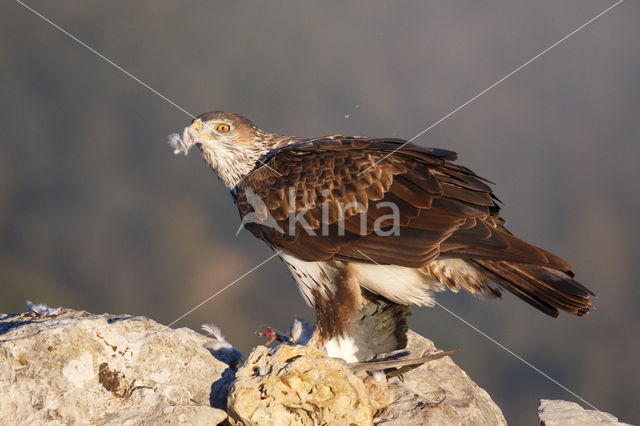 Bonelli's Eagle (Hieraaetus fasciatus)