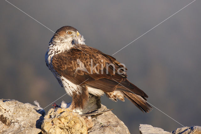 Bonelli's Eagle (Hieraaetus fasciatus)