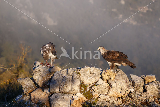 Bonelli's Eagle (Hieraaetus fasciatus)