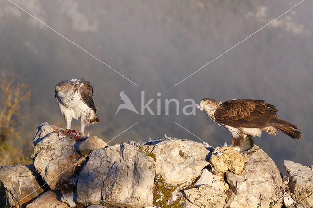 Bonelli's Eagle (Hieraaetus fasciatus)