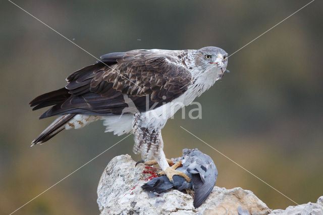 Bonelli's Eagle (Hieraaetus fasciatus)