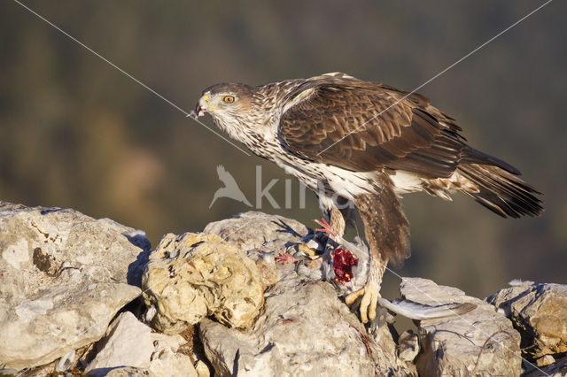 Havikarend (Hieraaetus fasciatus)