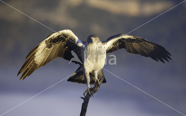 Bonelli's Eagle (Hieraaetus fasciatus)