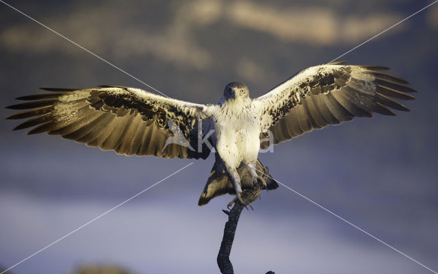 Bonelli's Eagle (Hieraaetus fasciatus)