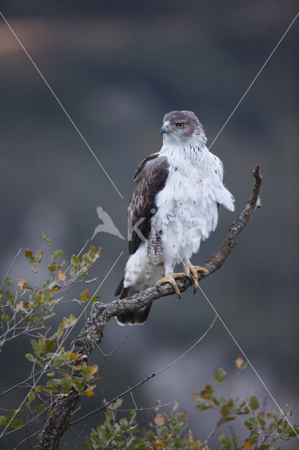 Bonelli's Eagle (Hieraaetus fasciatus)