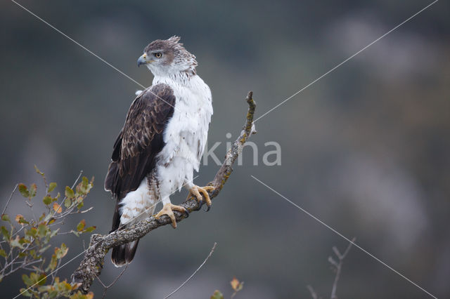 Bonelli's Eagle (Hieraaetus fasciatus)