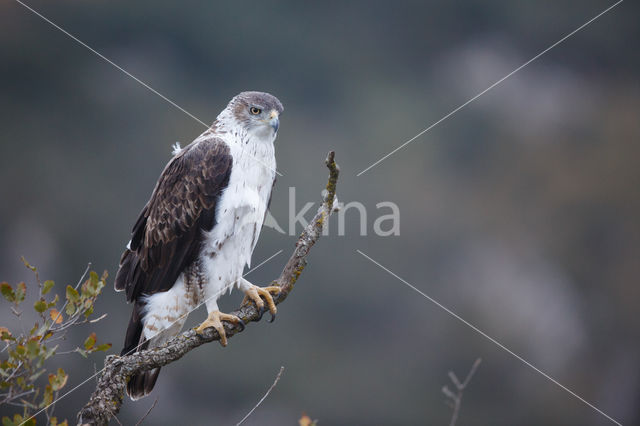 Bonelli's Eagle (Hieraaetus fasciatus)