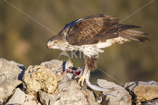 Havikarend (Hieraaetus fasciatus)