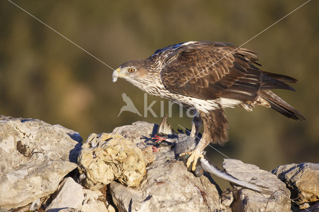 Bonelli's Eagle (Hieraaetus fasciatus)