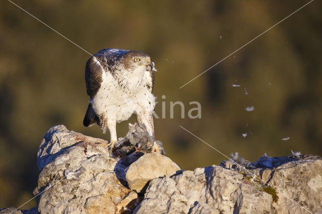 Bonelli's Eagle (Hieraaetus fasciatus)