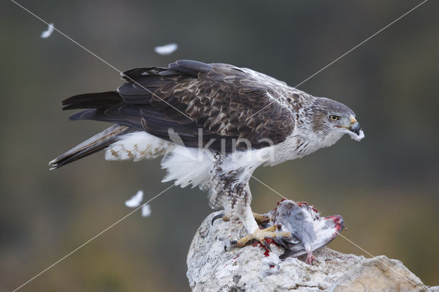 Bonelli's Eagle (Hieraaetus fasciatus)